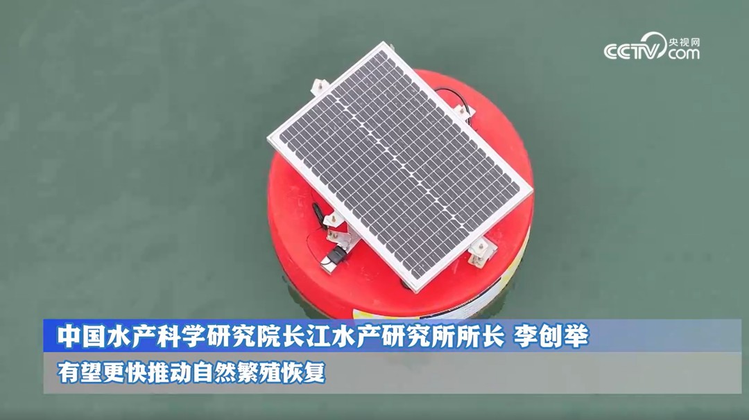 央视报道长江鲟自然繁殖！亚为智能攻克核心技术，打破国外垄断